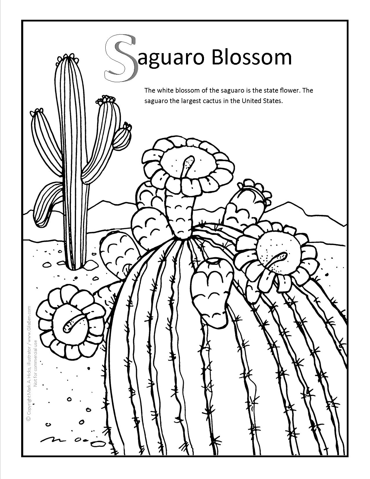 Saguaro Blossom Coloring page