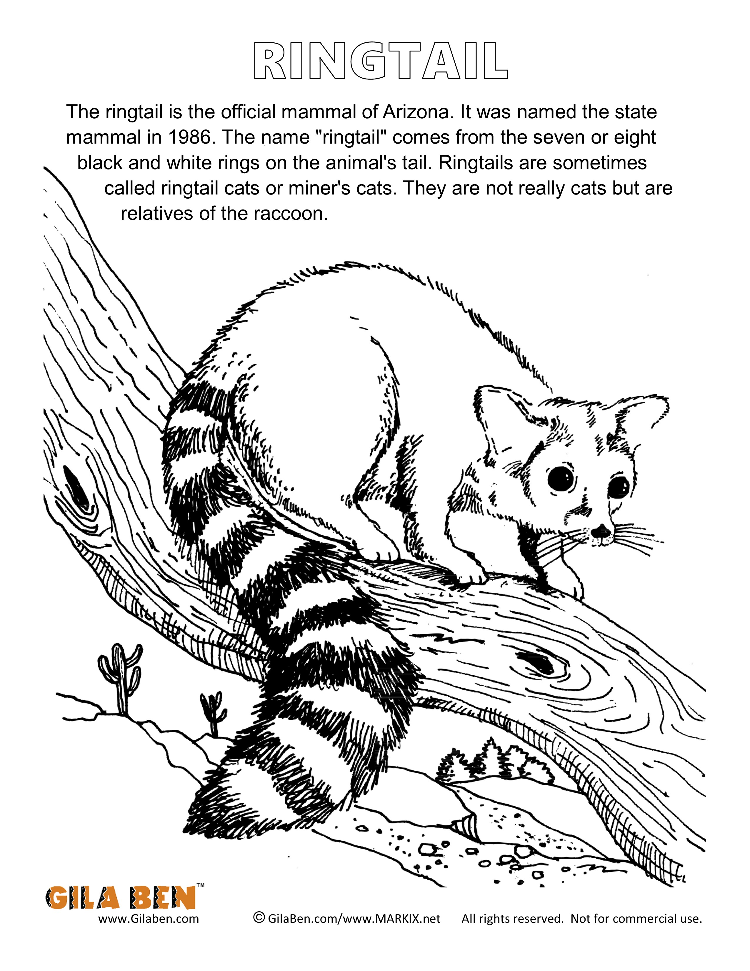Ringtail, Arizona's Official State Mammal, ringtail cat
