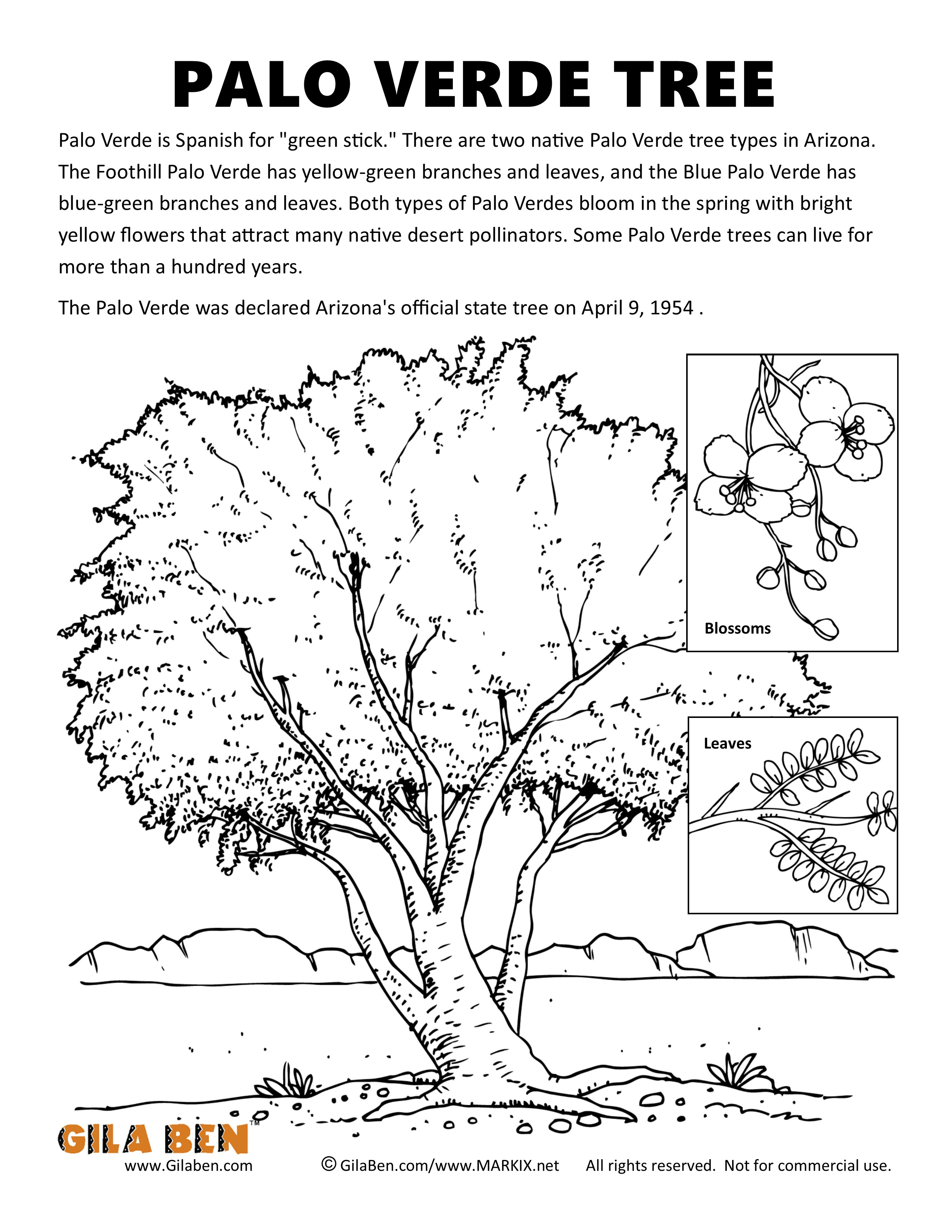 Palo Verde Coloring Page Printout